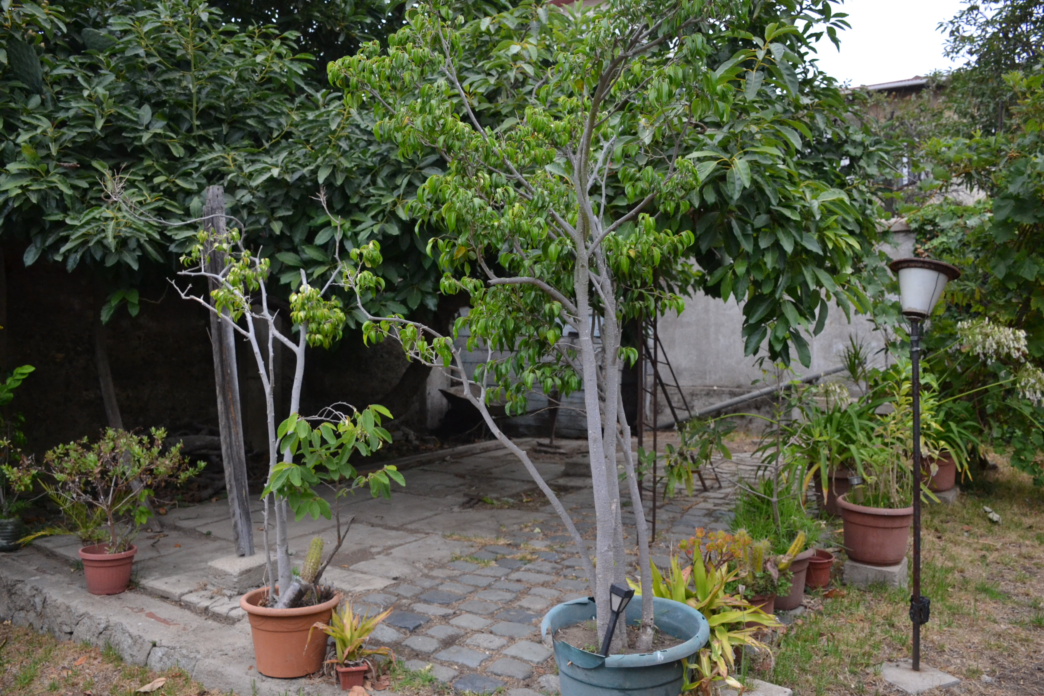 Imagen de jardinería y paisajismo